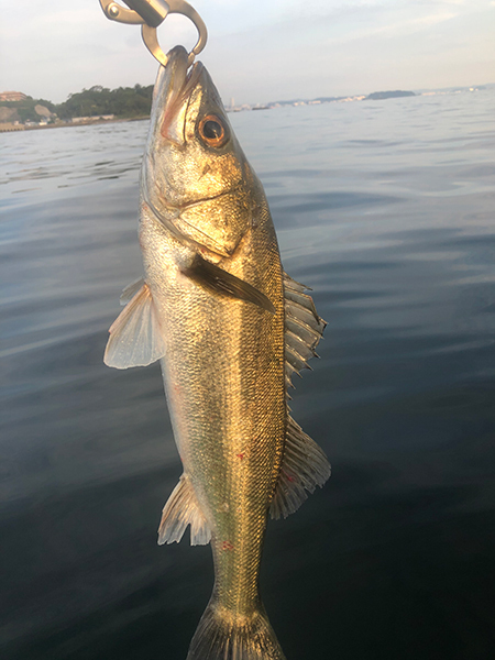 レンタルカヤックで釣り(Kayak40)(Kayak41) レンタルカヤックで釣り(Kayak40)(Kayak41)