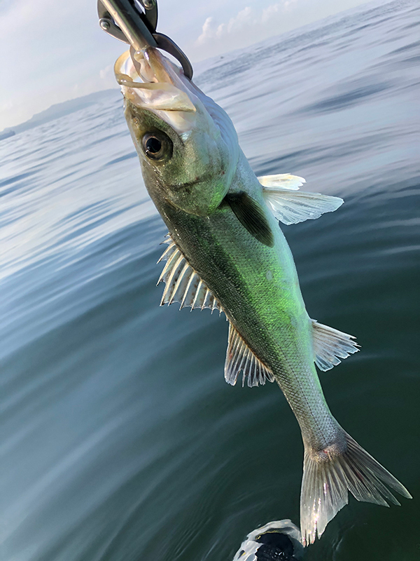 レンタルカヤックで釣り(Kayak40)(Kayak41) レンタルカヤックで釣り(Kayak40)(Kayak41)