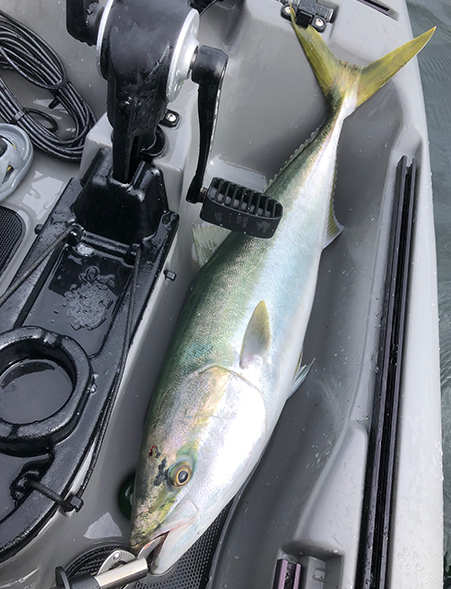 ワラサとバトル(Kayak43) ワラサとバトル(Kayak43)