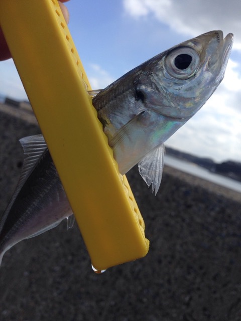 釣女の『ヤリイカ釣れるって本当ですか?!』 釣女の『ヤリイカ釣れるって本当ですか?!』