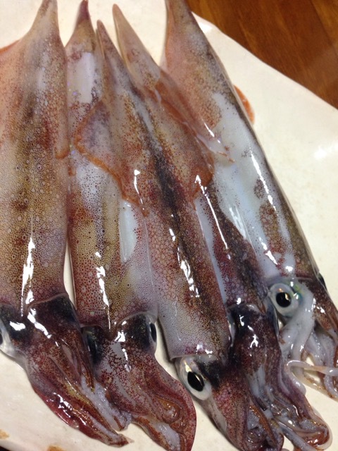 釣女の『ヤリイカ釣れるって本当ですか?!』 釣女の『ヤリイカ釣れるって本当ですか?!』