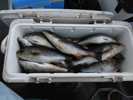 遊漁船倖永丸での船釣り。 遊漁船倖永丸での船釣り。