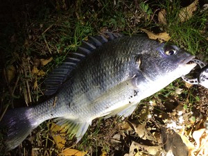 初釣行は・・・・。
