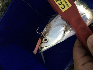 アジ?タチ?どっち? アジ?タチ?どっち?