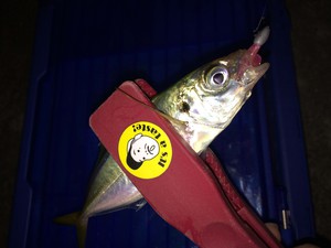 アジ?タチ?どっち? アジ?タチ?どっち?