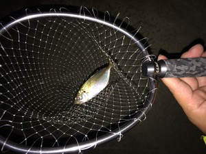 アジ?タチ?どっち? アジ?タチ?どっち?
