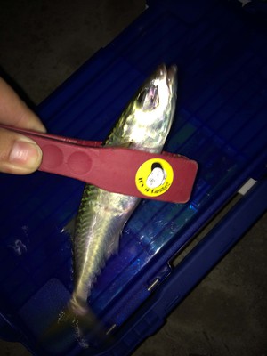 アジ?タチ?どっち? アジ?タチ?どっち?