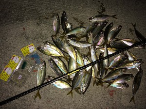 泉大津周辺アジング釣れてます! 泉大津周辺アジング釣れてます!