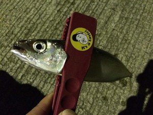 わいわいアジング! わいわいアジング!