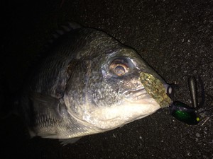 2015年 初チニング! 2015年 初チニング!
