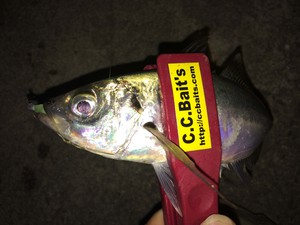 もうデカ鯵が始まってる・・・・後編! もうデカ鯵が始まってる・・・・後編!