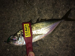 もうデカ鯵が始まってる・・・・後編! もうデカ鯵が始まってる・・・・後編!