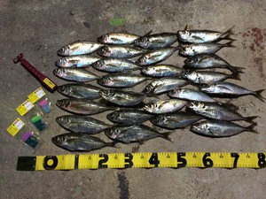 もうデカ鯵が始まってる・・・・後編! もうデカ鯵が始まってる・・・・後編!