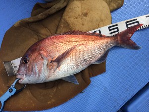 タイラバ釣行! タイラバ釣行!