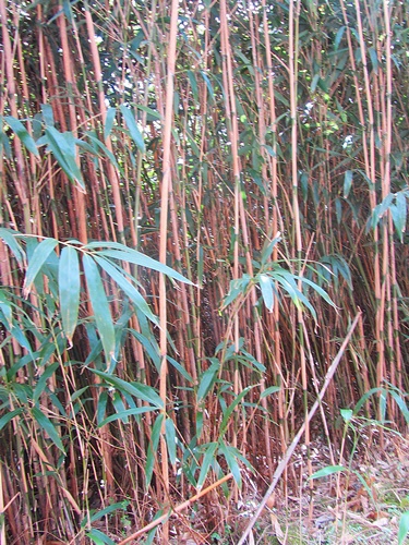 矢竹が自生する竹林＆和竿