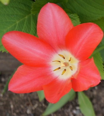 百花繚乱 その4 チューリップを上からみてみよう