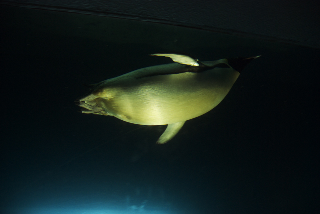 海浜(カイヒン)と陽浜(ヨウヒン)に会いたい!(その2)