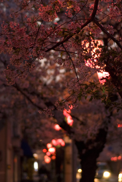桜はさくら・・・