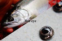 魚眼
