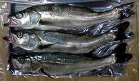 シーバス&根魚 下津井