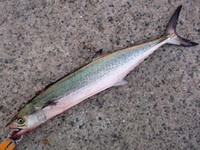 青物釣行 和田防