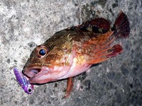紀北 ランガン ロックフィッシュ釣行