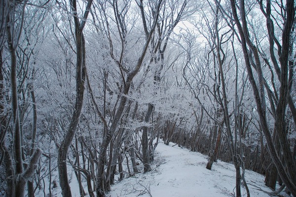 2013 霧氷の三峰山(奈良県)