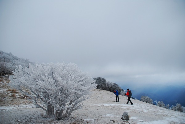 2013 霧氷の三峰山(奈良県)