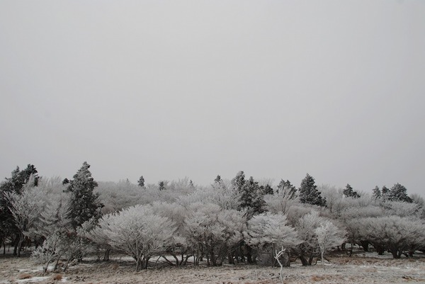 2013 霧氷の三峰山(奈良県)