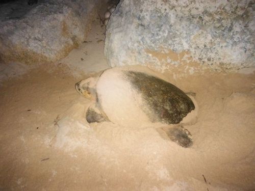 梅雨も明けたので、、、