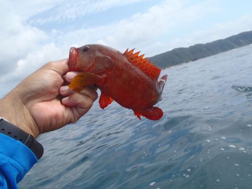 急に思いつきまして、、、
