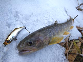 イワナ24cm