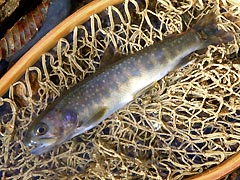 イワナ15cm