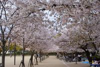 ちょっこっと花見　～伊丹　昆陽池公園の桜と夕景～