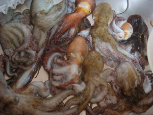 タコ 釣れてます!