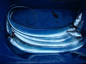 朝マズメ太刀魚調査