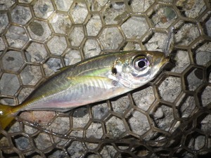 2011 アジング調査 4