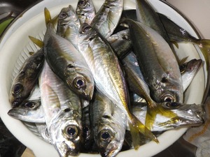 我慢できずにアジングへ・・・・。