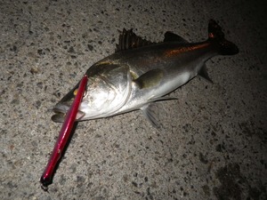 大阪湾バチ抜けダイジェスト!