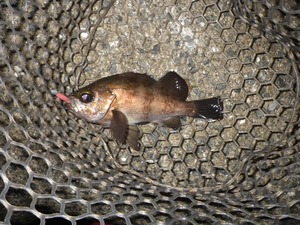 アジ?メバル?