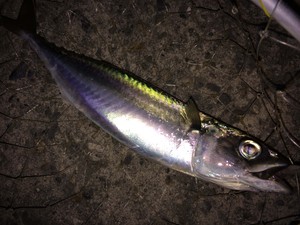 大阪湾アジング事情!