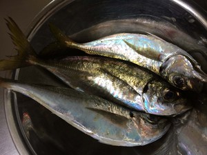大阪湾アジング事情!