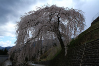 飛騨路の一本桜