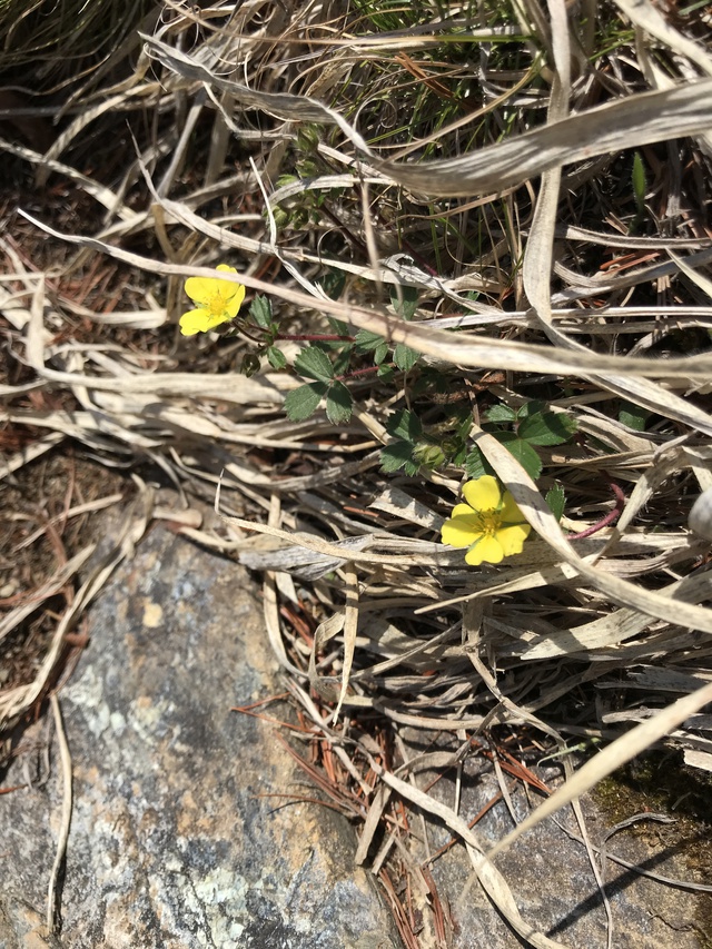 2日に1回はおつかれ山 2日に1回はおつかれ山