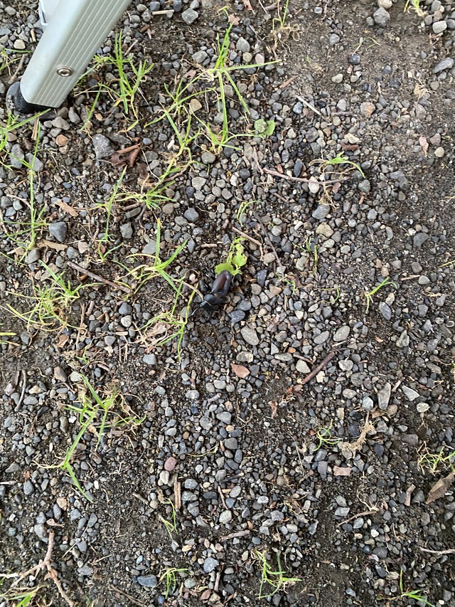 花火見に行ったキャンプ 日高沙流川オートキャンプ場 花火見に行ったキャンプ 日高沙流川オートキャンプ場