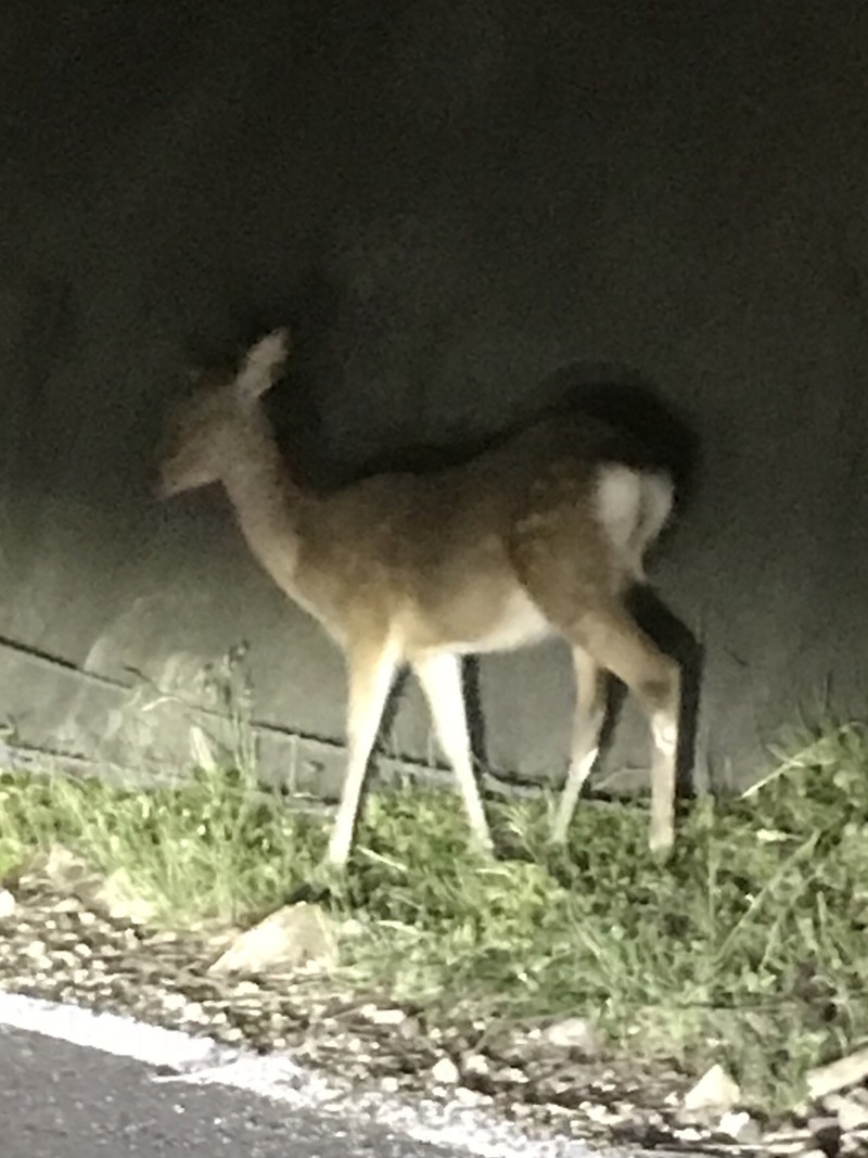 春イカᔦ˙灬˙ᔨ満月のあとの月齢17.6の夜から( ̄∀ ̄) 若狭 春イカᔦ˙灬˙ᔨ満月のあとの月齢17.6の夜から( ̄∀ ̄) 若狭