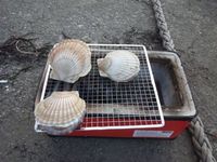 興津漁港で七輪焼きと釣果