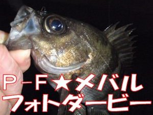 ケンタレ FROM 湾奥通信 Vol.9〜猫とスパイラル編〜