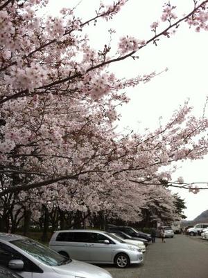 相模川の桜
