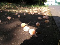 なんか臭い・・・